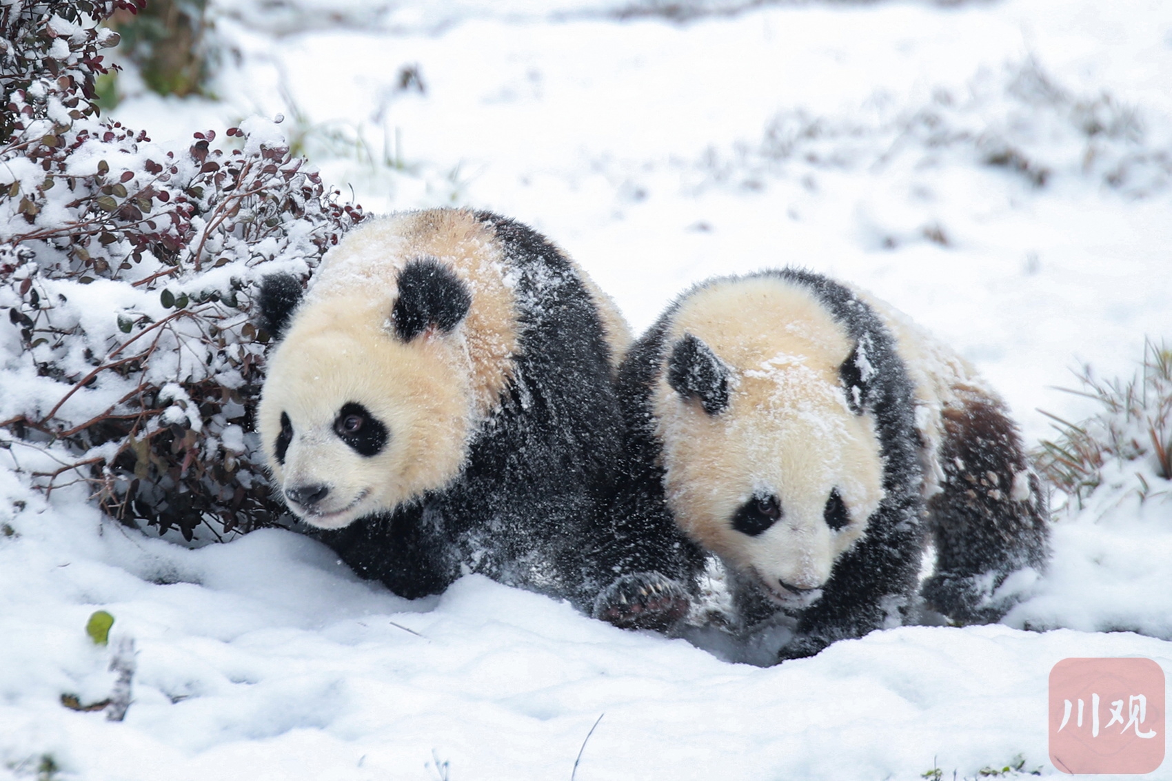 大熊猫带你“森”呼吸！四川省生态旅游节下周在雅安荥经开幕(图4)